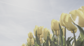 Overlijden erelid Gerrit Jan van Dam